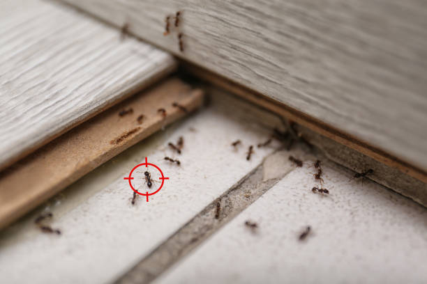 Best Local Pest Control Services  in Odon, IN