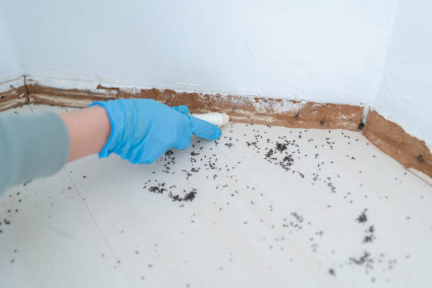 Best Local Pest Control Services  in Odon, IN
